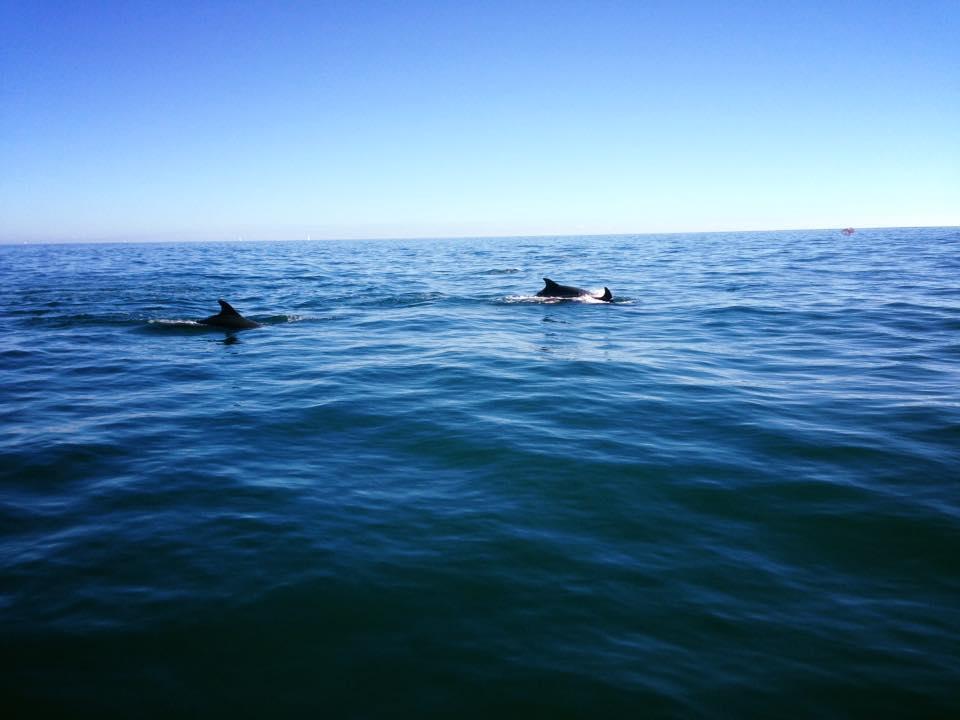 Dolphins from a charter yacht in Jersey